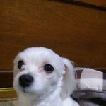 인천 <b>중구</b> 신흥동에서 강아지를 찾습니다
