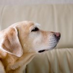 강아지에 대해 몰랐던 사실 7가지.<b>txt</b>