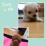 3개월된 토이푸들 루키  / 45일된  말티즈 <b>몽이</b>