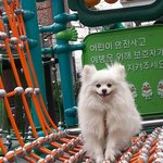 서울 <b>미아</b>부근 똘이찾습니다화이트포메