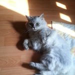 귀요미 페르시안 형제 19