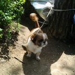 <b>유기</b><b>견</b> <b>관련</b> 조언 얻고자 합니다!! 꼭 봐주세요..