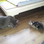 우리 깽이 이름지어주세요(아메리카숏헤어)