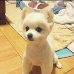 귀염둥이 <b>포메</b> '콩'이를 소개합니당. >0<