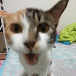 (서울)코리안 숏 헤어 고양이 두마리 무료 분양합니다.