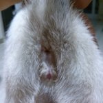 고양이 <b>성별</b> 좀 알려주세요 ㅠㅠ