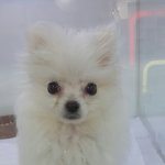 화이트<b>포</b><b>메</b> 상꼬미의성장일기!
