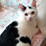 [냥판]  <b>대두</b>김용배의 냥팔자가 상팔자