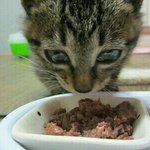 {묘생}누노슈가, 줄여서 누슈판