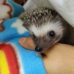 귀염귀염열매먹은 우리집 고슴이