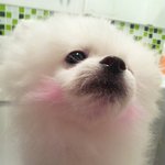 솜이~~~