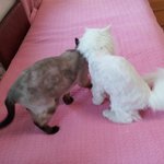 알고양이 여름이 왔냥..