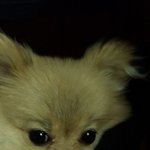 두마리 <b>포메</b>와 소소한 일상 4탄