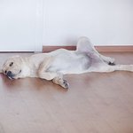 !  가끔 사람같은 랩트리버 <b>디노</b>가 왔습니다~^^*(초초스압!)