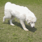 개즐거운 야유회 타임- 내용은 비루하나 미친 움짤 <b>대량</b>방출 ㅋㅋㅋ