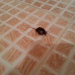 이 벌레의 <b>정체</b>가 뭔가요? 도와주세요ㅠ