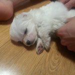 애교쟁이<b>몽이</b>