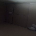 방<b>금전</b>에 햄스터지나가길래 나가봤더니..