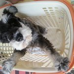 우리 귀여운 <b>초코</b> 슈나우져^-^