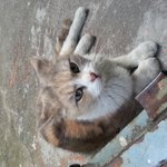 키우실분? 버리고갔나봐요. 고양이를 부탁핸가 뭔가 <b>가입</b> 거절당했어요
