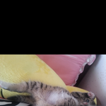 집사님들 도와주세요 ㅠ  고등어태비 <b>미묘</b>임 !!   사진有 !!!