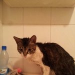 낙성대역 8번 출구 근처에서 <b>주운</b> 고양이 주인찾아요!!!!