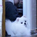 [12탄] 깡총구름이 곰돌이컷편!!