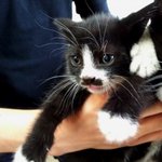 ( 무 료 )    냥이 새끼들을 분양합니다.