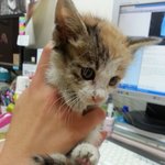 길고양이 새끼를 발견했어요! 어떻게 데리고 있어야 하나요ㅠㅠ