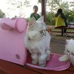 도와주세요..고양이 <b>발정</b>