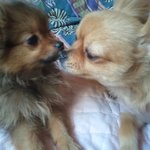 평택시] 강아지를찾습니다 <b>서정동</b> 포메라니안 암컷 ( 한번씩만봐주세요)