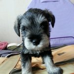 악마견<b>no</b>!!! 폭풍애교 "또"