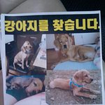[대구] 강아지를 찾습니다. 꼭 한번만 유심히 봐주세요.