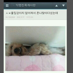 강아지 죠낸<b>귀엽</b>ㅋㅋㅋㅋㅋㅋㅋㅋㅋㅋㅋㅋ