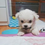 애기<b>몽이</b>