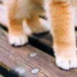 이런!! 제발 앞만 보고 걸어요.