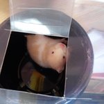 귀가 <b>한쪽</b> 없어도 우리<b>집</b> 귀요미!! 와우~~~~~~!!!!!