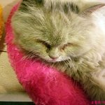 카페에 찾아온 <b>묘연</b>, 룰루♬