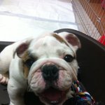 <b>타이니</b>-매력만점 잉글리쉬불독@@