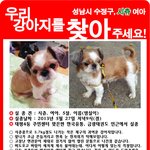 [<b>성남</b>]강아지를 찾습니다...부탁드립니다...