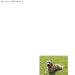 <b>신문배달</b>로 보는 강아지들의 특징