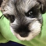 악마견<b>no</b>!!! 폭풍애교 "또" 2탄!!