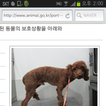신대방역부근 갈색푸들 주인 찾습니다!