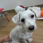 광진구 자양동 <b>뚝섬</b>유원지 유기견 보호소로 보냈어요..