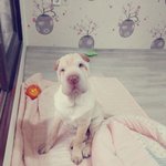 샤페이 코골이 김봉구 여친과같이 ㅎㅎ