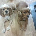 미모를 빼닮은 개모녀이야기(강아지는 주인하기 나름이에요)