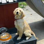 강아지를 <b>도난</b>당했습니다..(골든리트리버)