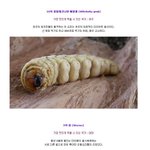 [징글]<b>cnn</b>이 정한 세계 10대 곤충요리