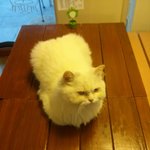 카페에 찾아온 <b>묘연</b>, 룰루♬ (2)