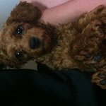 ＃ 담도넘고 자면서 몸개그하는강아짘ㅋㅋㅋㅋㅋ